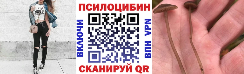 Псилоцибиновые грибы Cubensis  продажа наркотиков  Берёзовский 